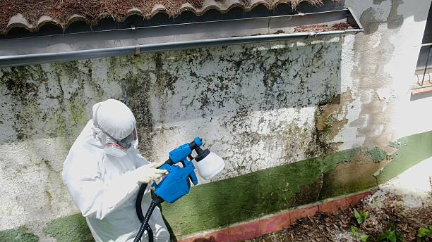 Trusted Mold Remediation service in Hawthorne, FL - Cheap Mold Removal